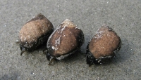 IMG_2630_Snail_Feeding_Frenzy.jpg