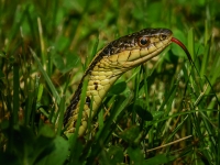 Snake_in_the_grass.jpg