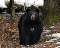 bear2.jpg