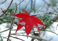 IMG_2012_Wintery_Red_Leaf.jpg