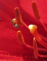 bIMG_3809_Tiny_Pollinater.jpg