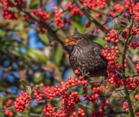 The_Blackbird_and_the_Berry_-_Ian_Peters_281_of_129.jpg