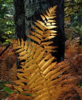 DSCN9725_Golden_Ferns_JRoss.jpg