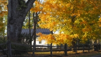 FallColors_by_SteveBalkin.jpg