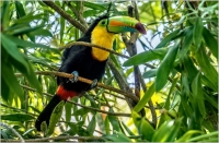 Keel_Billed_Toucan_by_Bert_Schmitz.jpg