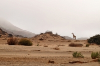 Solitude_Hoanib_Namibia.jpg