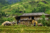 Carrying_Rice_Stalks_by_Bert_Schmitz.jpg