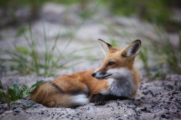 For_Fox_Sake_DawnDingee.jpg
