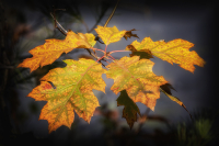 NH_Autumn_Leaves_DawnDingee.jpg