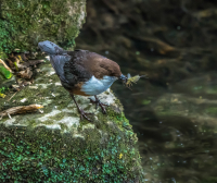 The_Dipper_and_the_Mayfly_and_______-_-_Ian_Peters.jpg