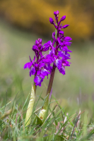 Ian_Peters_-_Green_Winged_Orchid_Anacamptis_moro_and_Caterpillar2C_probably_an_Orange_Tip_Anthocharis_cardamines.jpg
