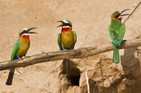 048_White_Fronted_Bee_eaters_on_Branch.jpg