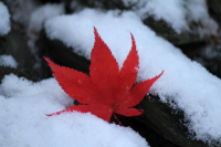 Early_Snow--_Red_and_White.jpg