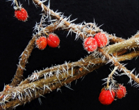 wCDSCN5795_Red_and_White--Frosty_Berries.jpg