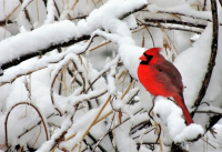 wDSCN8335__Cardinal_Bright2C2C2CRed_on_White_.jpg