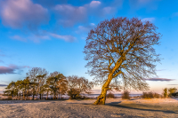 Lone_Tree_BP_Copse_and_waning_moon.jpg