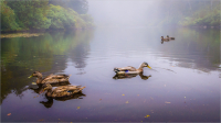 Duck_Pond_by_Bert_Schmitz.jpg