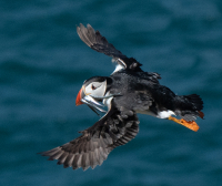 Puffins_with_Sand_eels_Coaster-9857-2.jpg