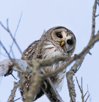 Barred_Owl_on_the_Rail_Trail_DawnDingee.jpg