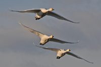 Bewick_flypast_-_Ian_Peters.jpg