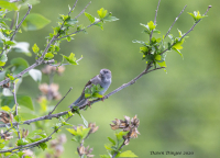 Blue_bird_species_unknown.jpg