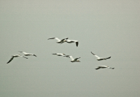 Gannets_in_flight_Farne_Islands_-_Ian_Peters.jpg