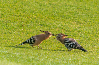 Hoopoe_feeding_young_-_Ian_Peters.jpg