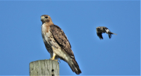 IMG_7899_Don_t_Look_Now--RT_Hawk_and_Mockingbird.jpg