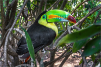 Keel_Billed_Toucan_by_Bert_Schmitz.jpg