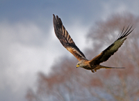 Kite_Flying_-_Ian_Peters.jpg