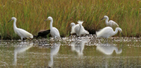 Maine_Egrets.jpg