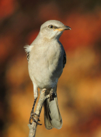 Mocking_Bird_--Jane_R.jpg