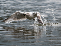 Mussel_Gull_-_Ian_Peters.jpg