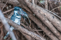 Pied_Kingfisher_s_eyes_definitely_too_big_______21_-_Ian_Peters.jpg