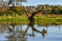 Pied_Kingfishers__-_Ian_Peters.jpg