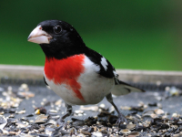 Rose-breasted_Grosbeak_by_Bert_Schmitz.jpg