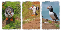 Skomer_Puffins_Tryptic_-_Ian_Peters.jpg