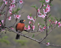 Spring_Robin_--Jane_R.jpg