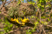 Weaver_Birds_a_weaving_-_Ian_Peters.jpg