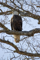 eagle_perched.jpg