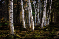 Dancing_Birches_by_Bert_Schmitz.jpg