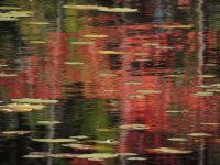 DSCN9367_Red_reflections.jpg