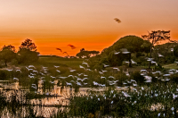 Egret_disturbance_2246.jpg