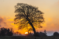 Rodborough_Lone_Tree_sunrise_6017.jpg