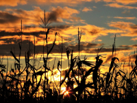 Harvest_Sunset___Jane_R.jpg