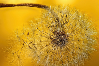 Dandelion_-_By_Karen_McMahon.jpg