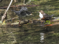 Dipper_feeding_young_on_R_Frome-31413.jpg