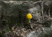 Hoeller-Bear-Mtn-Mushroom.jpg