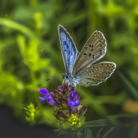 Large_Blue_on_Daneway_Banks2C_Gloucestershire-.jpg