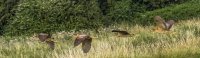 One_Bittern_-_four_seen21-.jpg